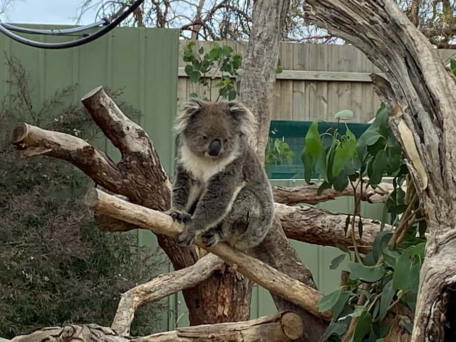 Melbourne: Phillip Island Tour & Penguin Parade - Price and value: what $113 actually buys you