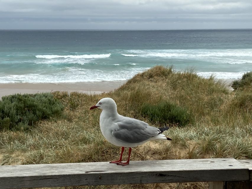 Melbourne: Phillip Island Tour & Penguin Parade - Should you book this Phillip Island and Penguin Parade tour?