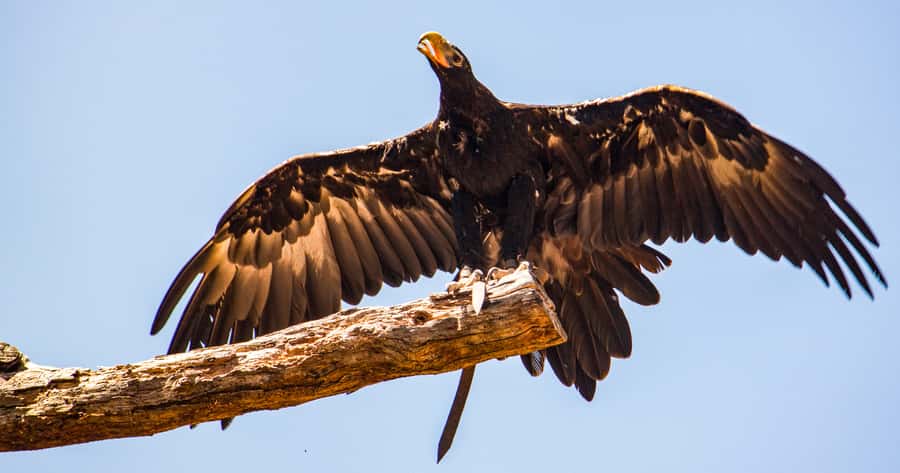 Melbourne: Puffing Billy & Healesville Sanctuary Scenic Tour - Who should book this day trip