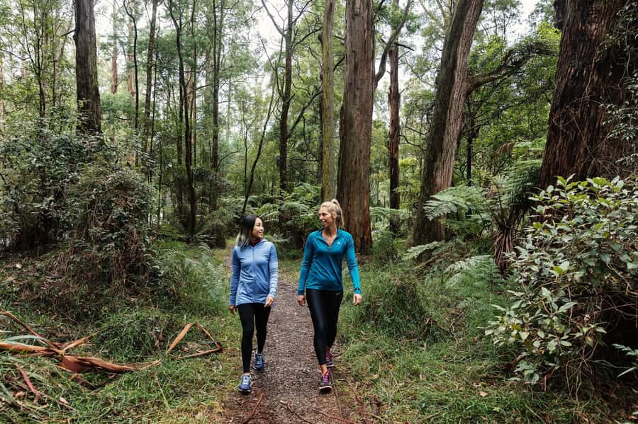 Melbourne: Puffing Billy Railway & Rainforest Tour - Food and Timing: Plan for Cafe Stops, Not a Long Lunch