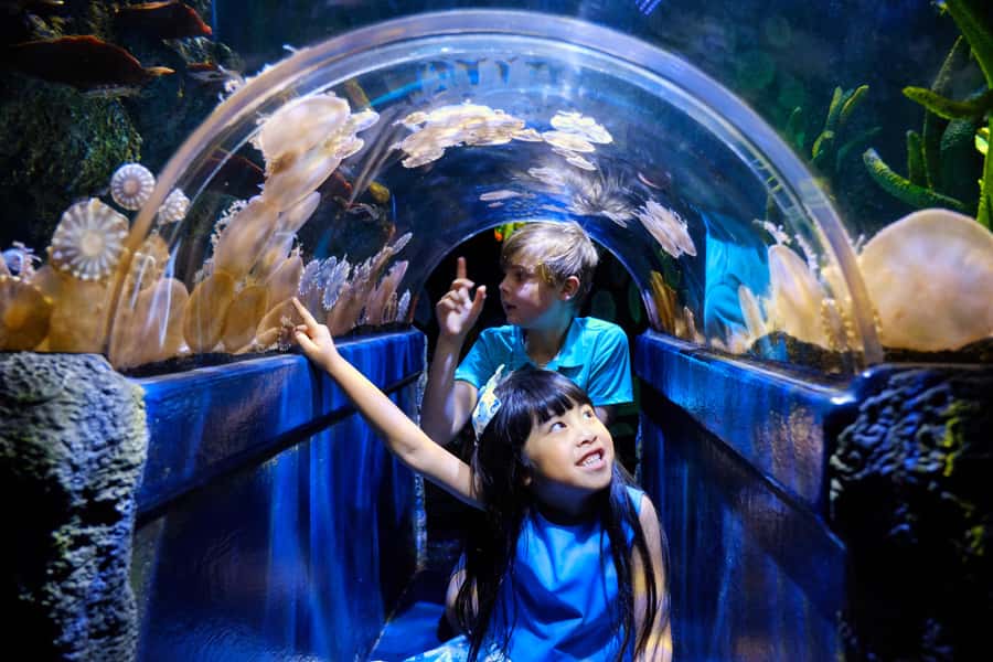 Melbourne: SEA LIFE Aquarium Entrance Ticket - SEA LIFE Melbourne Aquarium in the CBD: finding the entrance fast