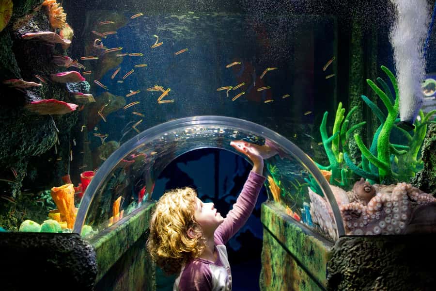 Melbourne: SEA LIFE Aquarium Entrance Ticket - Who should book this ticket?
