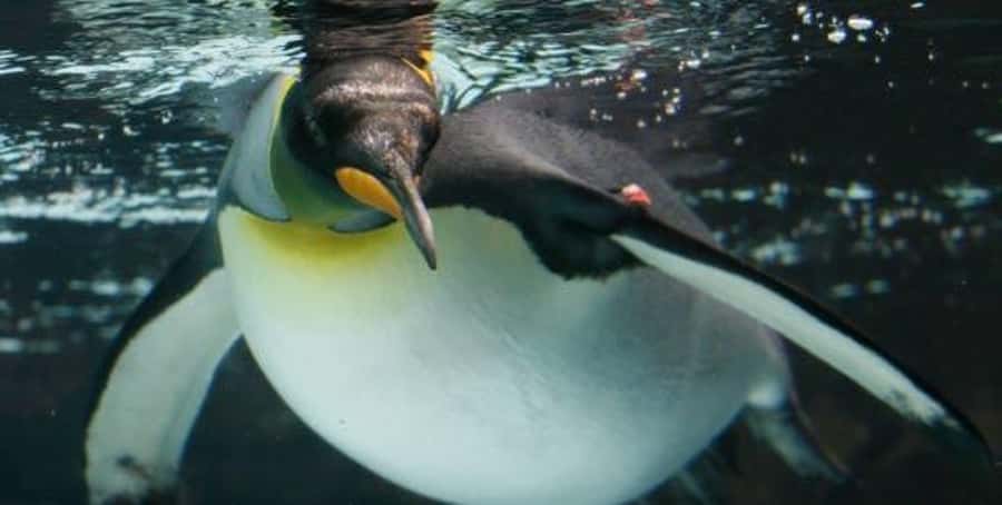 Melbourne: SEA LIFE Aquarium Entrance Ticket - What a one-day ticket really gets you (self-guided and built for repeat viewing)