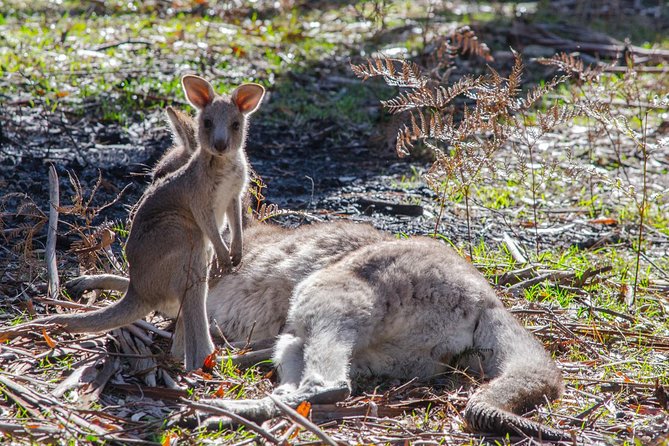 Melbourne to Adelaide 3-Day Great Ocean Road & Grampians Tour - Day 1 on the Great Ocean Road: beaches, rainforest, and Apostles viewpoints