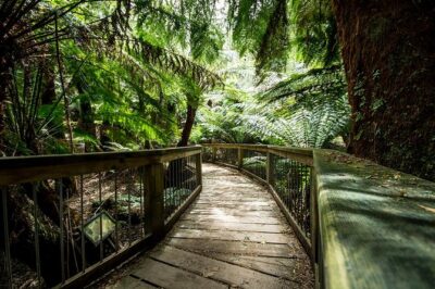Melbourne to Adelaide: 3-Day Great Ocean Road Grampians Tour - Day 1: Great Ocean Road viewpoints, rainforest walk, and the 12 Apostles