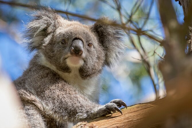 Melbourne to the Great Ocean Road & Grampians 3 Day Original Tour - Rooms and meals: what’s included, what you’ll handle