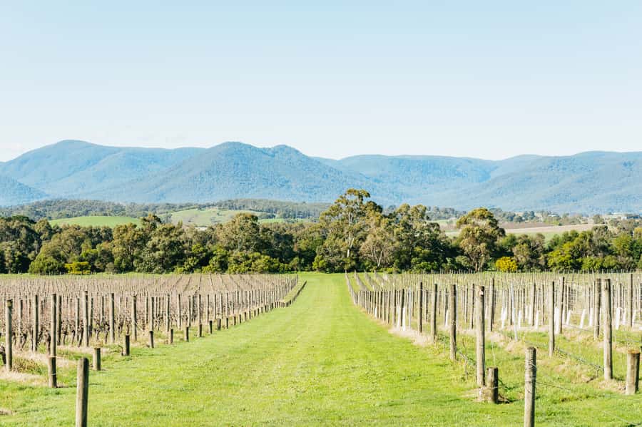 Melbourne: Yarra Valley Wine, Cider, Gin, Beer, & Choc Tour - The Pace and Group Vibe: Casual, Social, and Slightly Chaotic in a Good Way