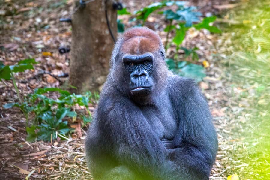 Melbourne Zoo: 1-Day Entry Ticket - Food and breaks: budget reality check for meals and drinks