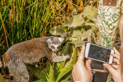 Melbourne Zoo: 1-Day Entry Ticket - Getting there without stress: Tram 58, Upfield trains, and bus 505
