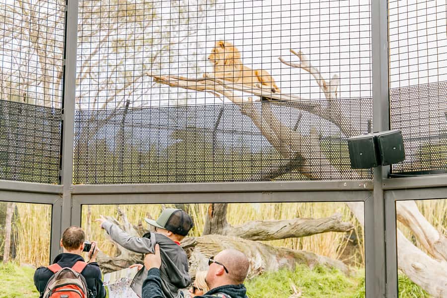 Melbourne Zoo: 1-Day Entry Ticket - The Australian wildlife circuit: koalas, kangaroos, wombats, emus