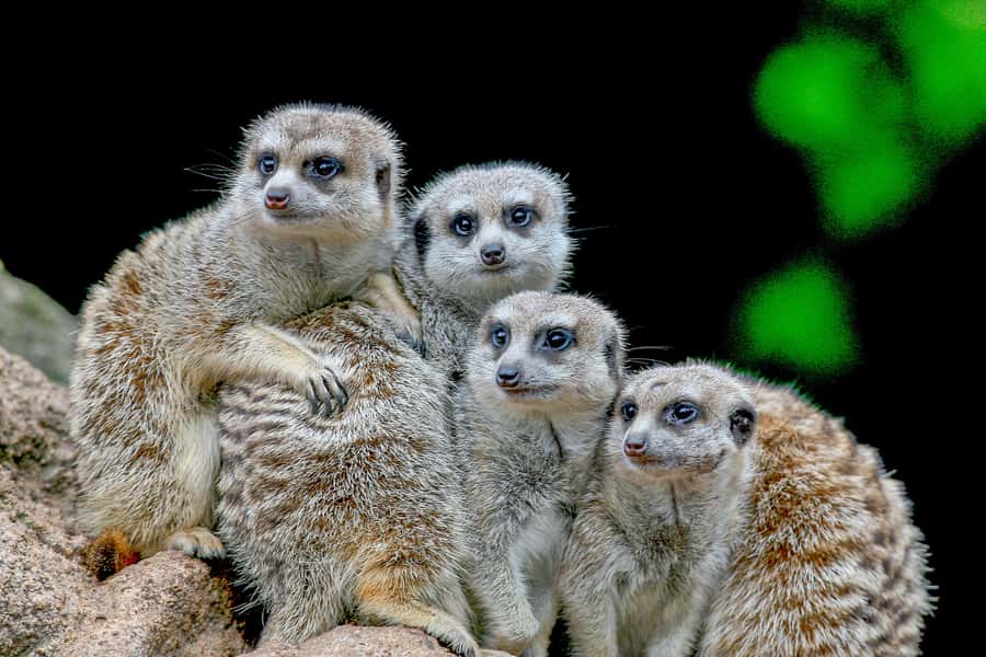 Melbourne Zoo: 1-Day Entry Ticket - Little penguins and Australian fur seals: the underwater world timing matters