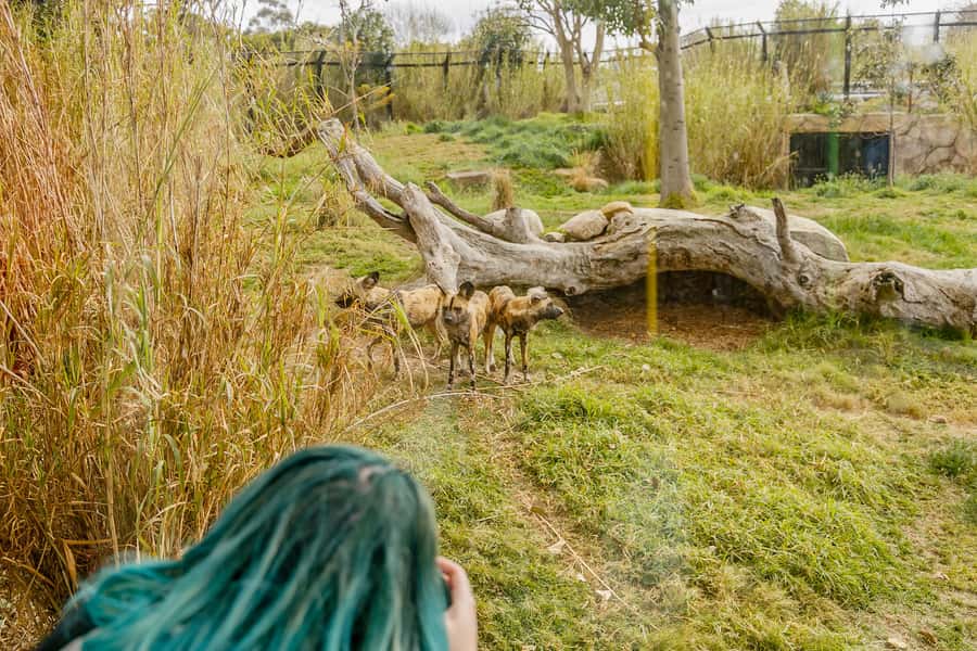 Melbourne Zoo: 1-Day Entry Ticket - Included keeper presentations: plan around the set times