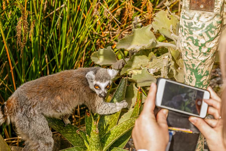 Melbourne Zoo: 1-Day Entry Ticket - Getting there without stress: Tram 58, Upfield trains, and bus 505