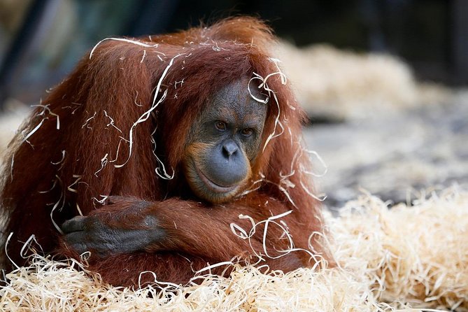 Melbourne Zoo General Entry Ticket - Quick hits before you go