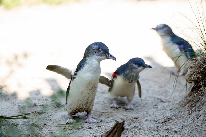 Melbourne Zoo General Entry Ticket - Food Stops That Work for Real Family Time