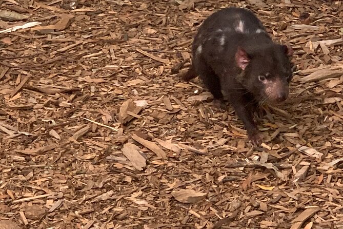 Moonlit Sanctuary and Brighton Beach Boxes Half Day Tour - Why this half-day wildlife tour fits Melbourne timing