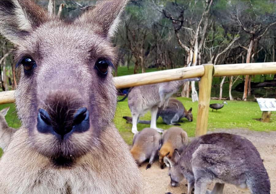 Moonlit Sanctuary Conservation Park Entry Ticket - Beyond Kangaroos: koalas, wombats, dingoes, Tasmanian devils and pythons
