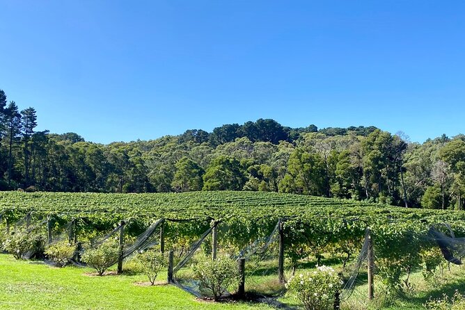 Mornington Peninsula Self-Guided Bike Tour | Food & Wine Region - The Merricks Red Hill Rail Trail to Merricks Beach: where the ride clicks