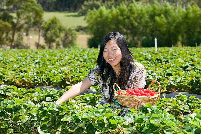 Mornington Peninsula Sightseeing and Bay Cruise - Strawberry picking (Nov–Apr): the hands-on local touch
