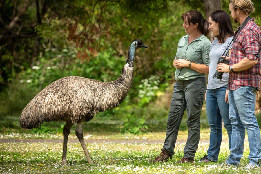 Oceans to Mountains Explorer: 3-Day Great Ocean Road Tour - Koalas, Rainforest Steps, and a Guided Reason to Slow Down
