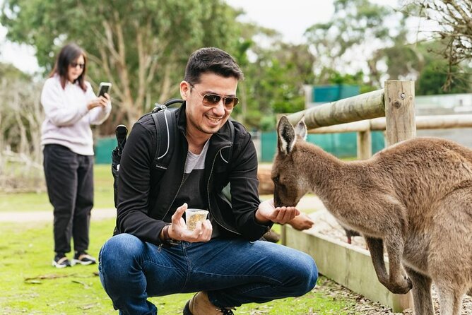 Penguin Parade, & Wildlife Encounters Eco Tour from Melbourne - Moonlit Sanctuary Wildlife Conservation Park: koalas, kangaroos, wallabies, and a real show