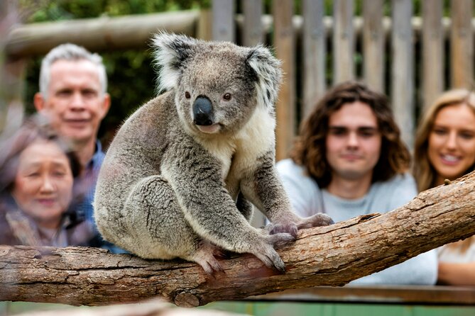 Penguin Parade, & Wildlife Encounters Eco Tour from Melbourne - Tour pacing and the long-day reality: how to set yourself up for success