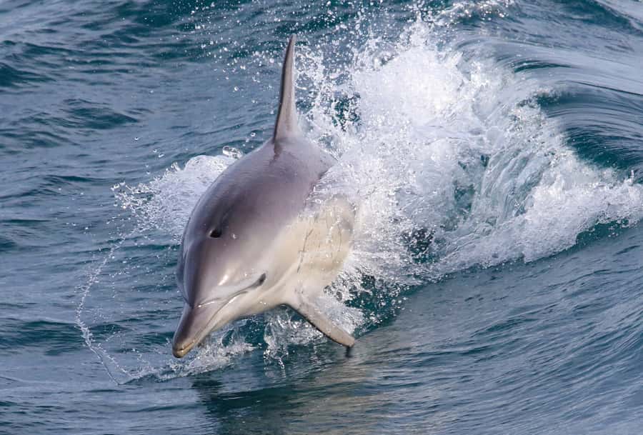 Philip Island: Dolphin and Whale Cruise - Why Phillip Island’s Southern Coast Is Prime Whale and Dolphin Ground