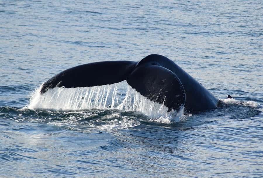 Philip Island: Dolphin and Whale Cruise - Setting Sail Past Cape Woolamai: Views First, Then Wildlife Hunting
