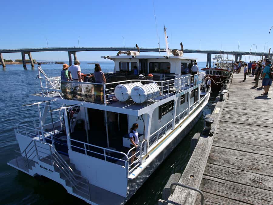 Philip Island: Dolphin and Whale Cruise - Dolphins, Seals, and Wandering Albatrosses: What to Watch for Beyond Whales