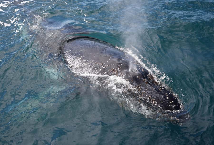 Philip Island: Dolphin and Whale Cruise - The 3-Hour Schedule: How the Timing Feels on the Water