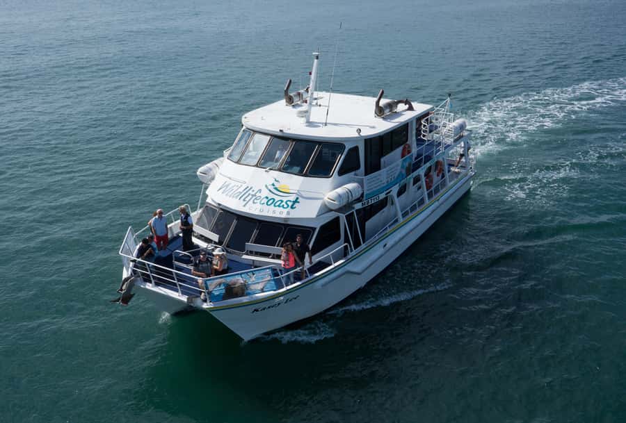 Philip Island: Dolphin and Whale Cruise - Should You Book the Phillip Island Dolphin and Whale Cruise?