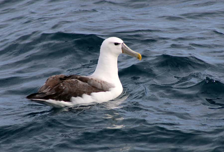 Philip Island: Dolphin and Whale Cruise - How Whale Spotting Works (And Why It Changes Your Odds)