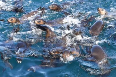 Philip Island: Seal Watching Cruise - Seal Rocks Drift: What 7,000 Fur Seals Means in Real Life