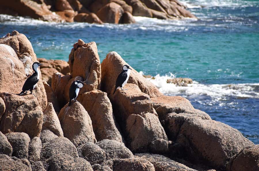 Phillip Island: 1-Hour Cape Woolamai Scenic Cruise - Value for Money: Is $34 a Fair Deal?