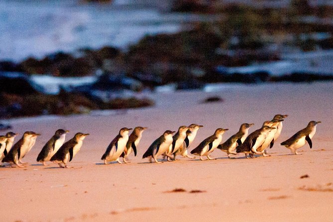 Phillip Island Day Trip from Melbourne with Penguin Plus Viewing Platform - Key Things to Know Before You Go