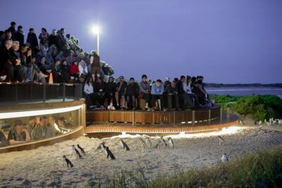 Phillip Island Day Trip from Melbourne with Penguin Plus Viewing Platform - Koala Conservation Reserve: A Guided Walk Where You Don’t Have to Rush
