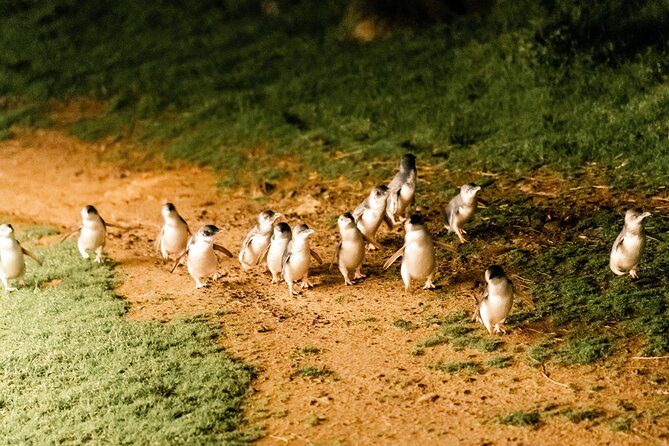 Phillip Island Day Trip from Melbourne with Penguin Plus Viewing Platform - Value Check: Is $172.14 Worth It?