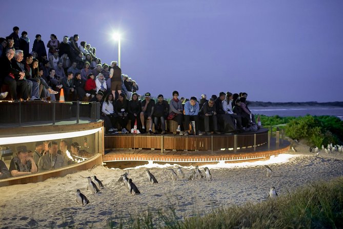 Phillip Island Day Trip from Melbourne with Penguin Plus Viewing Platform - Koala Conservation Reserve: A Guided Walk Where You Don’t Have to Rush