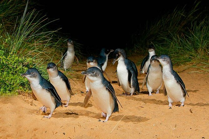 Phillip Island: Golden Hour Penguin Express Tour w/ Island Pickup - Getting to Phillip Island without the parking headache