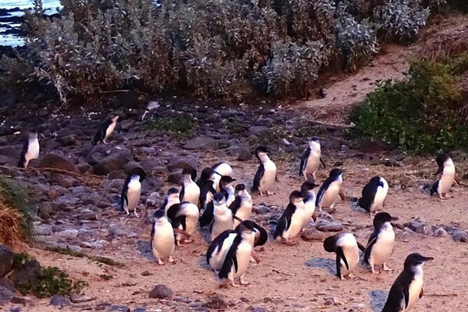 Phillip Island: Golden Hour Penguin Express Tour w/ Island Pickup - Phillip Island Nature Parks Penguin Parade: the main event, done the easy way