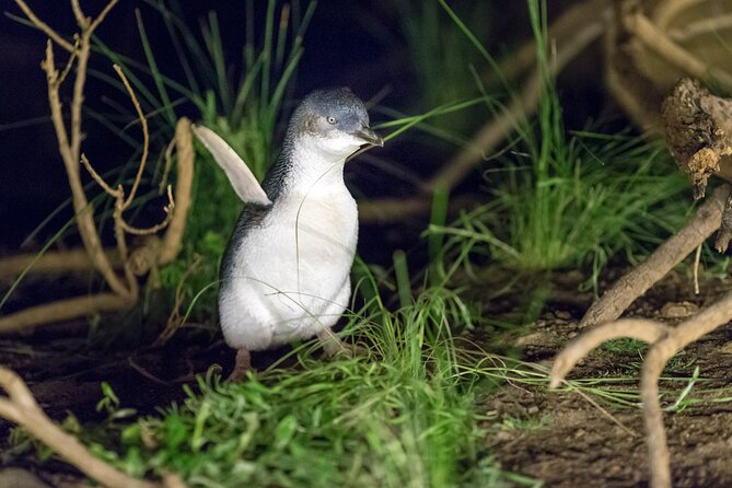 Phillip Island Penguin and Koala Highlights Day-Trip from Melbourne - From Melbourne to Phillip Island in one ride
