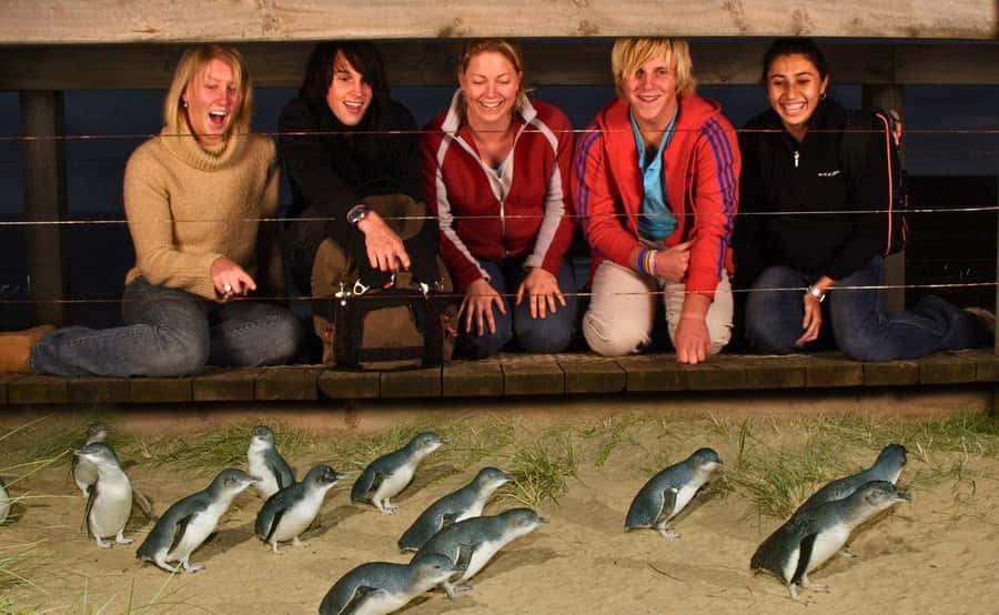 Phillip Island Penguin Parade Afternoon Tour from Melbourne - Penguin Parade at sunset: the little penguin ritual you came for