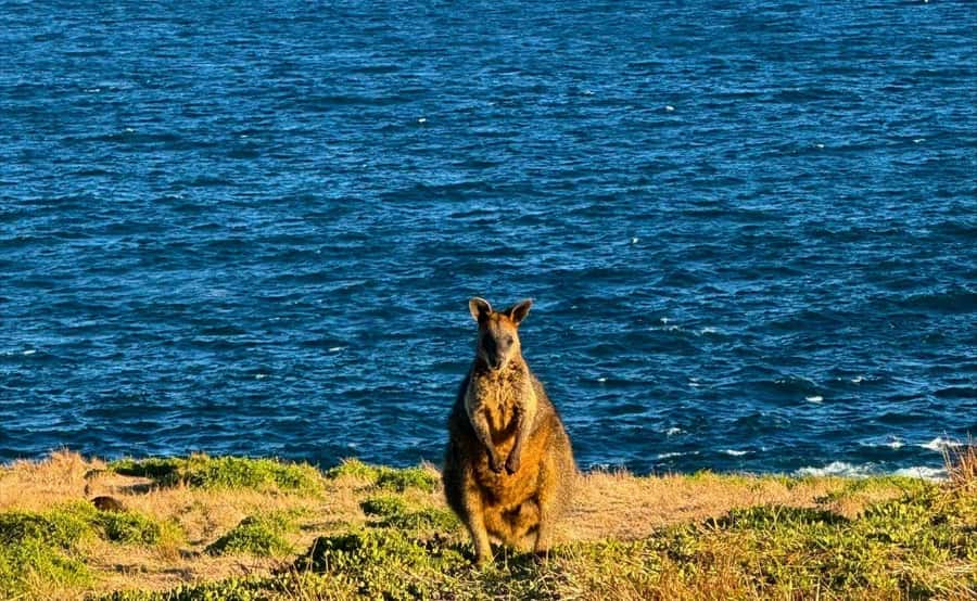 Phillip Island Penguin Parade Afternoon Tour from Melbourne - Dinner after the parade: don’t overplan your stomach
