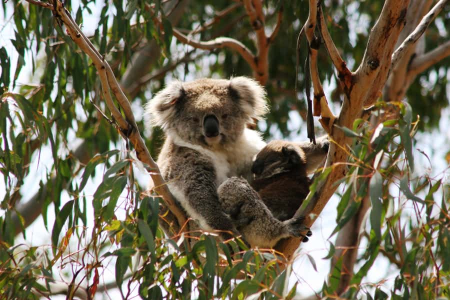 Phillip Island: Penguin Parade and Multi Attraction Pass - Koala Conservation Reserve: The Trail Part You’ll Feel in Your Legs