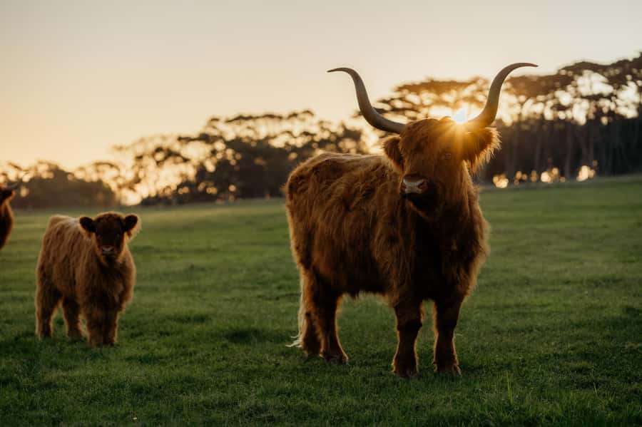 Phillip Island: Penguin Parade and Multi Attraction Pass - Churchill Island Heritage Farm: Sheep Shearing, Herding, and Gardens