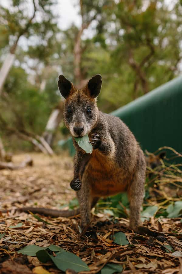 Phillip Island: Penguin Parade and Multi Attraction Pass - What to Expect From the Pass: Timing, Flexibility, and Where to Use Your Voucher
