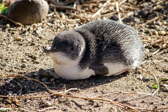 Phillip Island Penguin Parade Day Trip with Koalas from Melbourne - Key highlights worth planning for