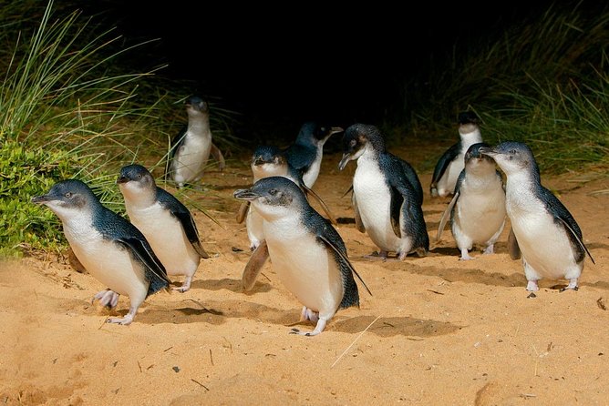 Phillip Island Penguin Parade Day Trip with Koalas from Melbourne - The Nobbies Centre: wind, cliffs, and a fast hit of nature