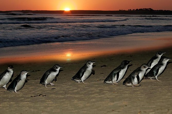 Phillip Island Penguin Parade Day Trip with Koalas from Melbourne - Coach comfort, group size, and why the guide matters