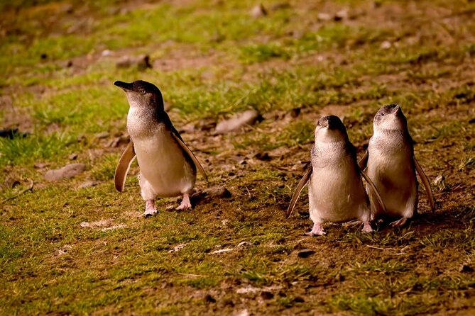 Phillip Island Penguin Parade Express Tour from Melbourne - From Flinders Street to Phillip Island: ride comfort and timing